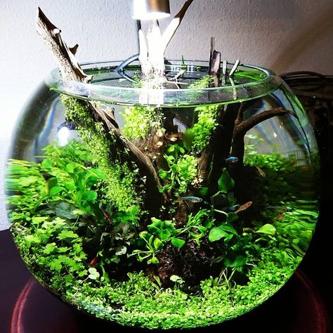 Nature Style Aquascape, Aqua Terrarium With Fish, Cube Aquarium Aquascape, 30cm Cube Aquascape, Water Terrarium, Java Fern Aquascape, Aquarium Garden, Amazing Aquariums, Indoor Water Garden