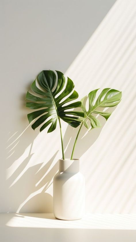 Monstera over white wall plant leaf houseplant. | premium image by rawpixel.com / Baifern Wood And Plants Aesthetic, Nature Plants Aesthetic, Indoor Plant Photography, Monstera Landscape, Image Aesthetic Vert, White Plant Wallpaper, Plants Background Aesthetic, Sage Green Aesthetic Vintage, Fresh Air Aesthetic