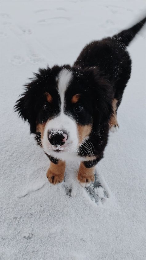 Puppies Bernese Mountain Dog, Dogs Bernese Mountain, Bernese Mountain Dog Wallpaper Iphone, Bernese Australian Shepherd, Mountain Bernese Puppy, Bernie Mountain Dog, Bernie’s Mountain Dog Puppy, Great Bernese Mountain Dog, Puppy Bernese Mountain Dog