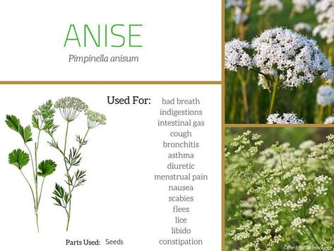 anise seed uses Medicinal Herbs Garden, Medical Herbs, Anise Seed, Plant Book, Herbal Magic, Small White Flowers, Healing Herbs, Planting Herbs, Medicinal Herbs