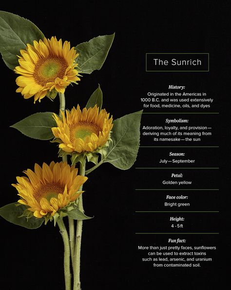 Fun fact: Younger sunflowers are notable for turning their faces to the sun - known as heliotropism - while more mature sunflowers generally point in a fixed easterly direction. Sunflower Facts, Sunflower Plant, Growing Sunflowers, Planting Sunflowers, Sunflowers And Daisies, Flower Guide, Flower Meanings, Garden Quotes, Flower Names