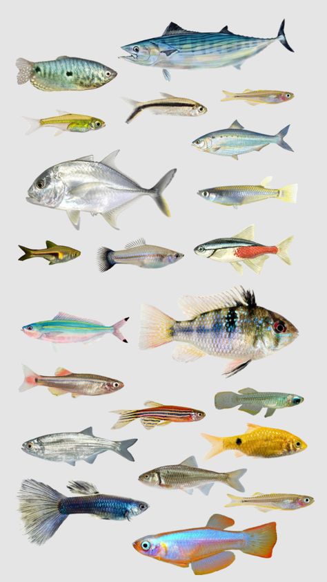 Fish Collage, Colourful Fish, Image Of Fish, Fish Costume, Wild Animals Photography, Life Drawing Reference, Pretty Images, Print Collage, Fish Art