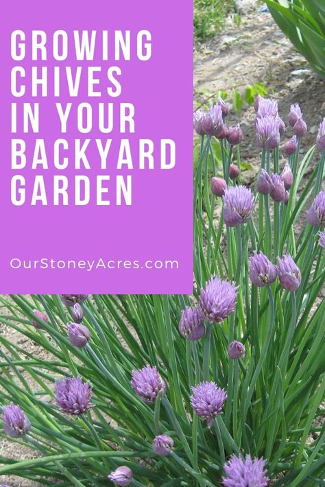 Growing Chives, When To Plant Vegetables, Vegetable Garden Tips, Herb Gardens, Vegetable Garden For Beginners, Fall Garden Vegetables, Backyard Vegetable Gardens, Organic Vegetable Garden, Easy Backyard