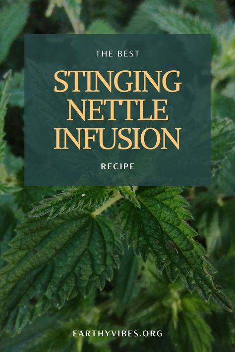 Learn how to make stinging nettle infusion with this easy recipe. This nettle infusion is filled with nourishing micro nutrients, antioxidants and has many other health benefits. Drinking this nourishing drink is a perfect healthy habit for those looking to improve their health & well being. Drink it hot or cold or add some honey if you like! Read about where to get stinging nettle, when to forage it, how to make the best nettle tea and about the health benefits are of drinking nettle infusions. Benefits Of Nettle, Nettle Tea, Earthy Vibes, Clean Eating Plans, Herbal Tonic, Stinging Nettle, Micro Nutrients, Pollen Allergies, Natural Healing Remedies