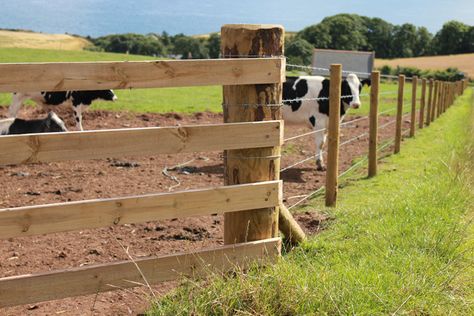 Fencing Livestock 101 | FarmTek Blog Electric Fence For Cattle, Cattle Fencing, Cattle Panel Fence, Cattle Housing, Cattle Fence, Cattle Corrals, Cow Pen, Farm Fencing, Livestock Fence