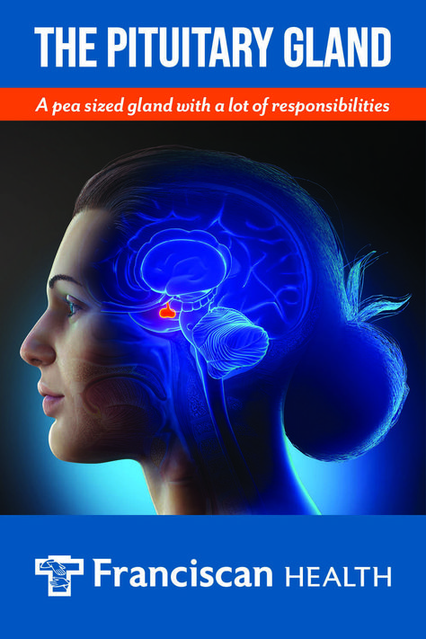 The pituitary gland is a pea-sized gland at the base of the brain with a lot of responsibilities throughout the body. Even so, this gland can make mistakes that lead to disorders. Learn more about the pituitary gland, potential disorders and how they can be treated. Pineal Gland Facts, Pituitary Gland, Pineal Gland, Body On, Make Mistakes, Health Info, The Brain, Wellness Tips, Biology