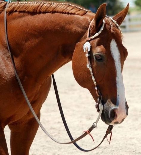 Horse Braiding, Western Pleasure Horses, Reining Horses, Horses Running, Horse Pics, Paint Horse, Quarter Horses, American Quarter Horse, Western Pleasure