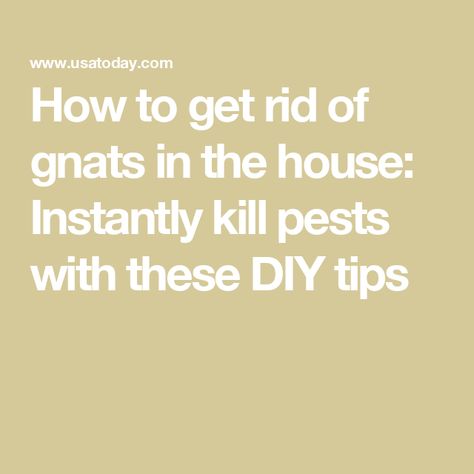 How to get rid of gnats in the house: Instantly kill pests with these DIY tips Diy Gnat Spray, How To Get Rid Of Gnats In House Plants, Gnats Get Rid Of In Kitchen, How To Get Rid Of Gnats In The House, Bed Bugs Essential Oils, Gnat Bites, How To Kill Gnats, Gnats In House Plants, How To Get Rid Of Gnats