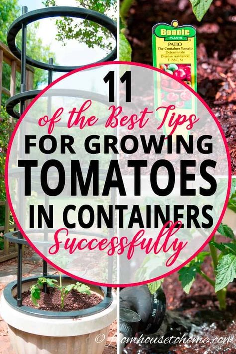 Grow Tomatoes In A Pot, Tomatoes In A Pot, Tomato Support, Tomatoes Growing, Tomatoes In Containers, How To Grow Tomatoes, Tomato Planter, Tips For Growing Tomatoes, Growing Organic Tomatoes