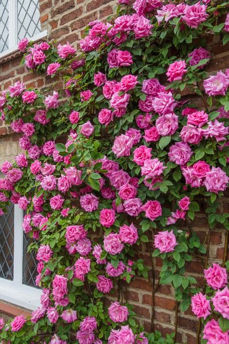 Thornless Climbing Roses, Rose Climbing, Rose Bushes, Fragrant Roses, Plant Tray, Garden Home Decor, Climbing Rose, Traditional Cottage, Rose Perfume