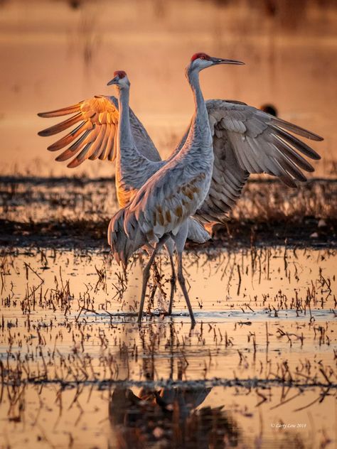 Galéria umenia – Lodi Sandhill Crane Association Sand Hill Crane, Grape Festival, Sandhill Cranes, Sandhill Crane, Bird Carving, Crane Bird, Herons, Watercolor Paintings Easy, Easy Watercolor