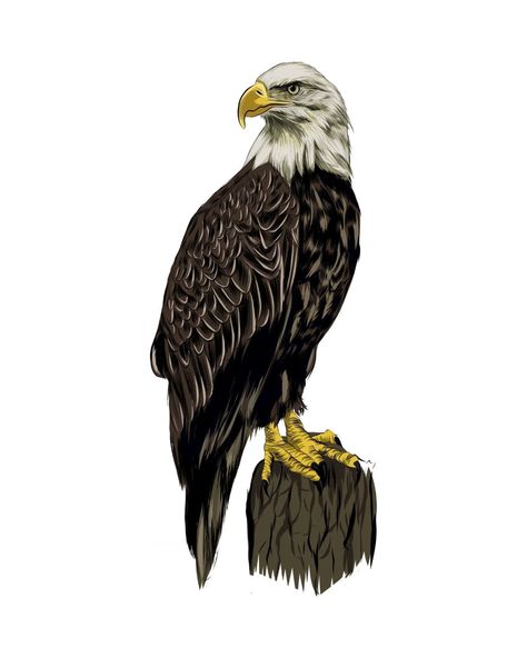 Bald eagle from a splash of watercolor, colored drawing, realistic. Vector illustration of paints Bald Eagle Illustration, Eagle Illustration, Eagle Drawing, Drawing Realistic, Vector Character Design, Vector Character, Colorful Drawings, Illustration Vector, Bald Eagle