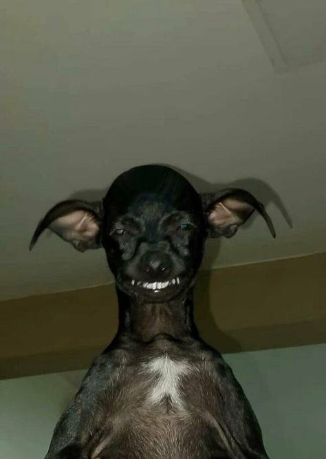 Ugly Animals, Ugly Dogs, Goofy Dog, Cute Animals Puppies, Very Cute Dogs, Funny Animal Photos, Really Cute Dogs, Silly Dogs, Silly Animals