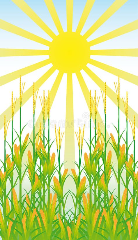 Corn field. Bright illustration with the image of a corn field in a sunny day #Sponsored , #Ad, #paid, #field, #illustration, #sunny, #Bright Corn Field Drawing, Sunny Day Illustration, Field Drawing, Field Illustration, Bright Illustration, Drawing Kids, Autumn Clipart, Corn Field, Day Illustration