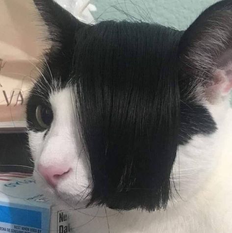 46 Fun Filled Pics to Help You Forget About Your Troubles - Funny Gallery Hair, Black, Funny, A Cat, White