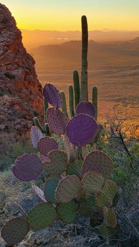 Desert Plants Landscaping, Southwest Art Paintings, Tucson Sunset, Nice Scenery, Arizona Aesthetic, Cactus Pictures, Desert Aesthetic, Arizona Cactus, Arizona Photography