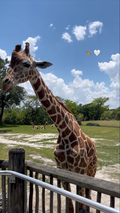 Cute Giraffe Wallpaper, Giraffe Aesthetic, Giraffes, Zoo Pictures, Zoo Photos, Giraffe Pictures, In The Zoo, Giraffe Art, Africa Safari