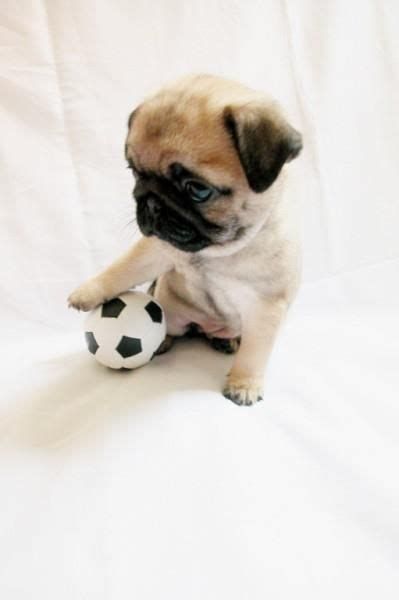 Imagenes+De+Los+Perritos+mas+Pequeños+Hermosos+Y+Tiernos Cute Pug Puppies, Baby Pugs, Super Cute Puppies, Tiny Puppies, Baby Animals Pictures, Pug Puppies, Pugs Funny, Cute Pugs