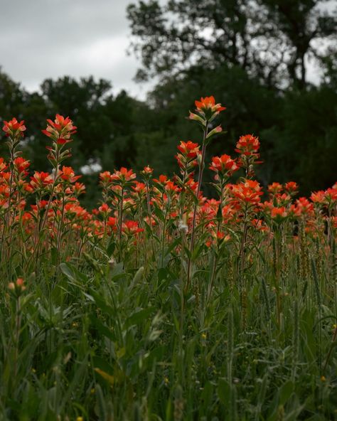 Can you believe how vibrant these Indian paintbrush flowers are? 🧡 Spring is definitely in full swing! Make sure to follow @chaseprettyplaces for more content like this. DM to collaborate. 🤝 . . . #Texas #spring #springishere #indianpaintbrush #wildflowers #nature #photography Indian Paintbrush Wallpaper, Indian Paintbrush Illustration, Indian Paint Brush Flower Drawing, Paintbrush Flower, Indian Paint Brush Flower, Red Paintbrush Flower, Indian Paintbrush Flowers, Texas Spring, Witch Queen