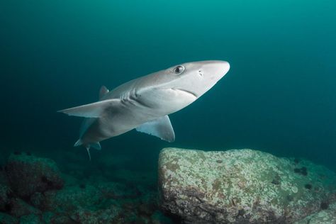 Spiny Dogfish | Oceana Red Lipped Batfish, Spiny Dogfish, Dogfish Shark, Vampire Squid, Weird Sea Creatures, Types Of Sharks, Species Of Sharks, Big Shark, Small Shark