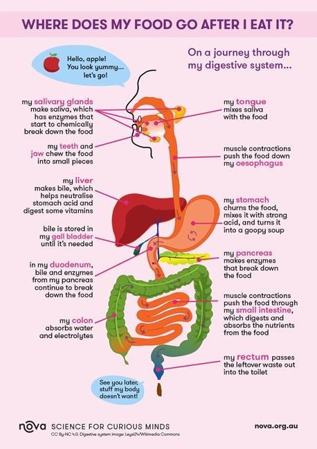 The human digestive system, system used in the human body for the process of digestion. The human digestive system consists primarily of the digestive tract, or the series of structures and organs through which food and liquids pass during their processing into forms absorbable into the bloodstream. The system also consists of the structures through which wastes pass in the process of elimination and other organs that contribute juices necessary for the digestive process Nicholas Carr Hightower( Human Body Science, Human Digestive System, Human Body Facts, Sistem Pencernaan, Basic Anatomy And Physiology, Medical Student Study, Human Body Anatomy, Biology Lessons, Nursing School Tips