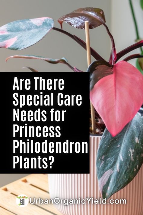 Propagation Methods, Philodendron Erubescens, Pink Princess Philodendron, Princess Philodendron, Philodendron Pink Princess, Light Temperature, Philodendron Plant, Rooting Hormone, Plant Diseases