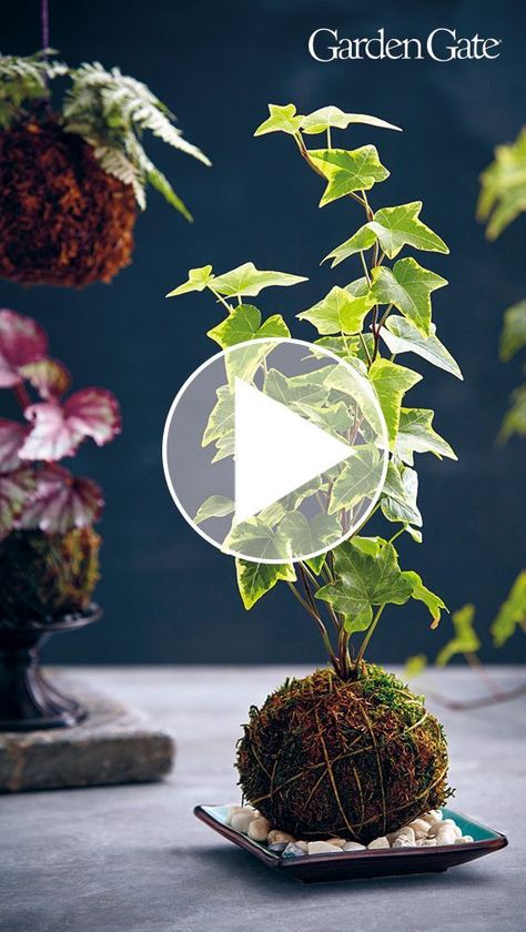 Add Unique Style with a DIY Kokedama #IndoorGarden #DIYProject #Kokedama #GardenGateMagazine | Plants, Hanging plants, Garden projects Diy Moss Ball, Backyard Flowers Garden, Bonsai Tree Care, Herb Garden Design, Backyard Flowers, Moss Garden, Moss Balls, House Plants Decor, Hydroponic Gardening