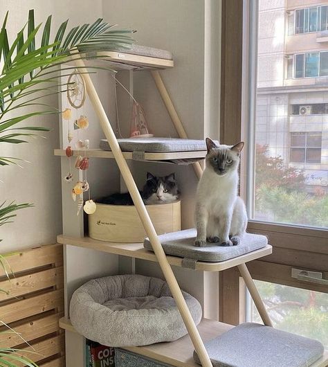 Cute Cat Condo, Small Cat Area In House, Cat Friendly Bedroom Ideas, Cat Setup Apartment, Cat Room Inspiration, Cat Habitat Indoor, Catification Apartment, Kitten Diy Ideas, Cat Sanctuary Ideas