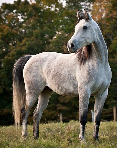 Invasor Horse Oc, Dapple Grey Horses, Andalusian Horse, Grey Horse, Majestic Horse, All The Pretty Horses, Horse Crazy, Oc Ideas, Equine Photography