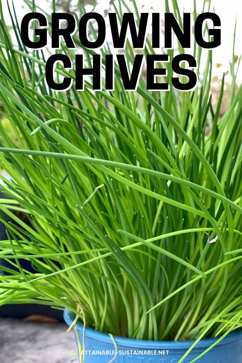 chive plant in a blue planter. Chive Plant, Perennial Flower Beds, How To Grow Chives, Grow Chives, Spring Vegetable Garden, Growing Chives, Chive Seeds, Chives Plant, Harvesting Garlic