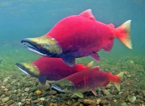 Kokanee Salmon, Just Disappear, Alaska Salmon, Red Salmon, Sockeye Salmon, Salmon Run, Cool Fish, Salmon Fish, Animal Study