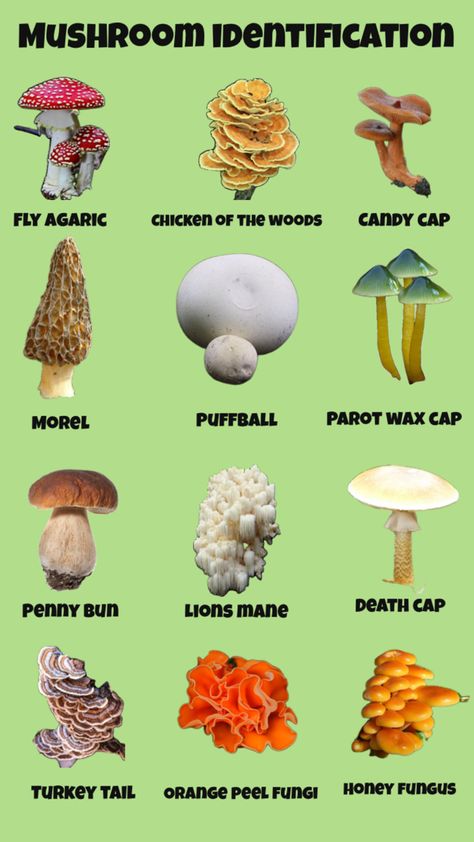 Fun Facts About Mushrooms, Mushroom Species Chart, How To Identify Mushrooms, Mushroom Types, Kinds Of Mushrooms, Mushroom Guide, Types Of Mushrooms, Mushroom Identification, Mushroom Species