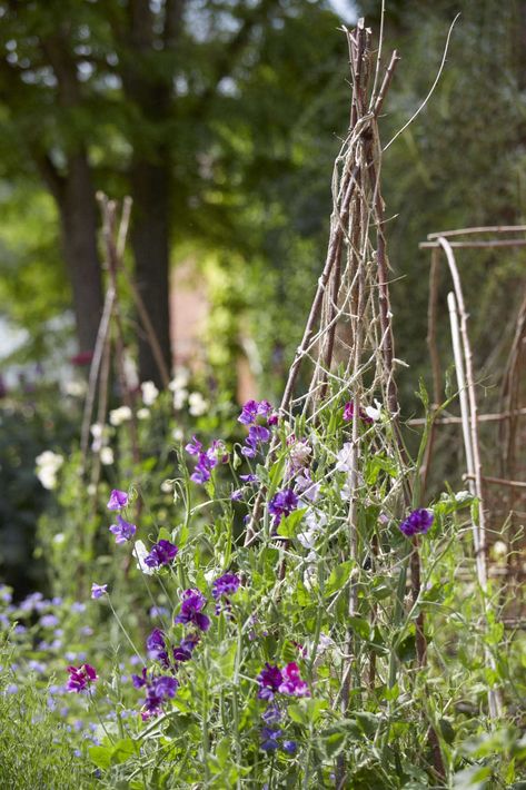 Ideas to Steal: 10 Ways English Gardens Borrow from France - Gardenista Garden Oblesik, Willow Plant Supports, Plant Supports Ideas, English Cottage Garden Design Layout, English Garden Ideas Layout, Garden Supports, English Garden Ideas, Colonial Garden, Trellis Fence