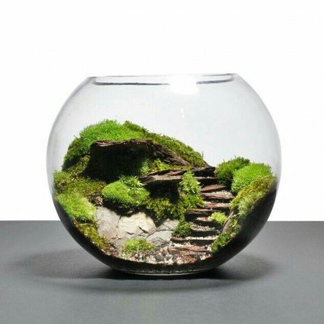 Terrarium Mini Jardin Zen, Jar Garden, Taman Air, Indoor Water Garden, Miniature Terrarium, Mini Gardens, Mini Terrarium, Moss Terrarium, Moss Garden