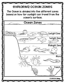 Ocean Zones - A World Deep Below by Learning Loops | TpT Ocean Zones For Kids, Ocean Facts, Summer Daycare, Oceanography Marine Biology, Deep Sea Animals, Ocean Zones, Science Homeschool, Ocean Animal Crafts, Science Earth