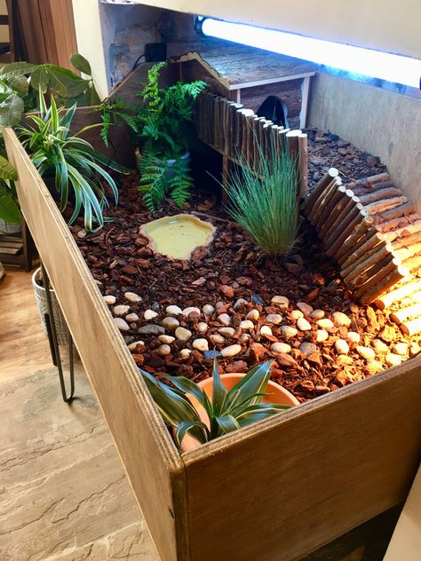 Raised Garden Bed For Tortoise, Cherry Head Tortoise Enclosure, Turtle Box Habitat Indoor, Terrarium For Tortoise, Cute Tortoise Enclosure, Turtle Terrarium Indoor, Turtle Table Tortoise Habitat, Tortoise Habitat Ideas Indoor, Tortoise House Ideas