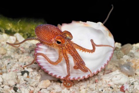 Being cooped up is gonna be tough, especially for a community like ours! Here's an adorable octopus to cheer you up. Photo by Ambassador Barry Brown. He's got a keen and years of experience. Check him on out Instagram @coralreefphotos.   #ikelite #macro #octopus #underwaterphotography #ocean #travel #adventure #yourcameraanywherethereswater Octopus Pictures, Tiny Octopus, Octopus Squid, Baby Octopus, Cute Octopus, Deep Sea Creatures, Octopus Art, Beautiful Sea Creatures