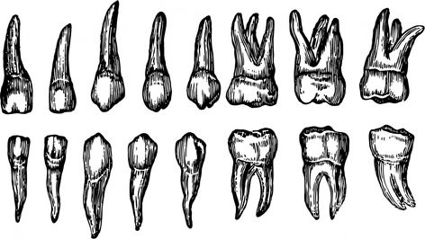 Tooth Outline, Teeth Illustration, Teeth Drawing, Tooth Tattoo, Human Teeth, 4 Tattoo, Dental Art, 강아지 그림, Tattoo Portfolio