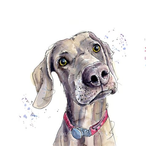 Weimaraner Portrait - Pen and wash Portraits Pop Art, Custom Pet Art, 강아지 그림, Dog Print Art, Watercolor Dog, Arte Inspo, Art Et Illustration, Dog Illustration, Red Boots