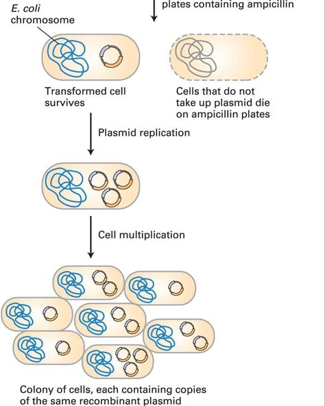 DNA cloning in a plasmid vector permits amplification of a DNA fragment‼️ A fragment of DNA to be cloned is first inserted into a plasmid vector containing an ampicillin-resistance gene (ampr). Only the few cells transformed by incorporation of a plasmid will survive on ampicillin-containing medium. In transformed cells, the plasmid DNA replicates and segregates into daughter cells, resulting in the formation of an ampicillin-resistant colony in which each cell contains the cloned DNA. #pla... Dna Cloning, Biology, Quick Saves, Instagram