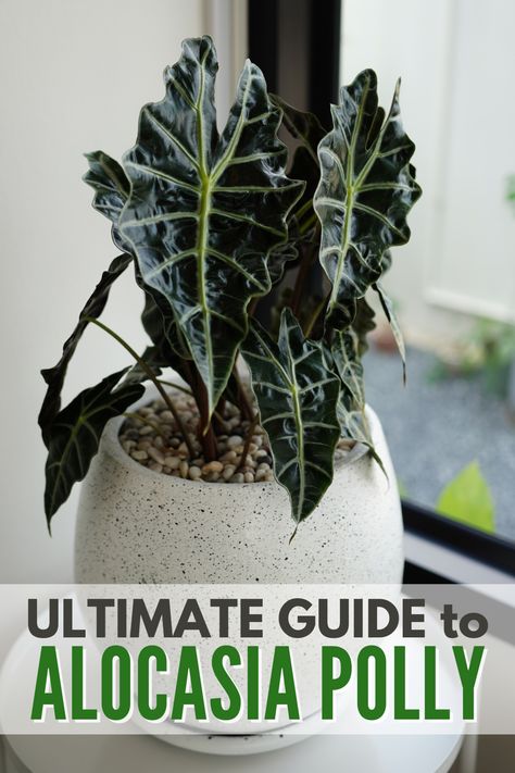 Looking to add the alocasia polly to your own houseplant collection? Read this article for a care guide to help this indoor plant thrive. #alocasiapolly #alocasia #alocasiaamazonica #houseplant #polly Alocasia Polly Plant Care, Alocasia Polly Propagation, Alocasia Amazonica Care, Alocasia Polly Care, Alocasia Plant Care Indoor, Alocasia Plant Care, Houseplant Tips, Alocasia Polly, Houseplant Collection