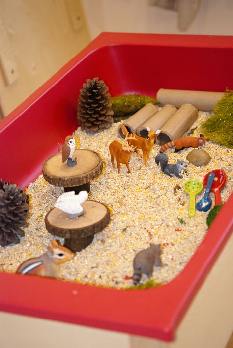 Forest Themed Sensory Table; forest animals, birdseed, wood blocks, tubes and scoops Sensory Table Ideas, Forest Animals Theme, Sensory Tubs, Sensory Tub, Tree Study, Apple Activities, Sensory Boxes, Sensory Table, Forest Theme