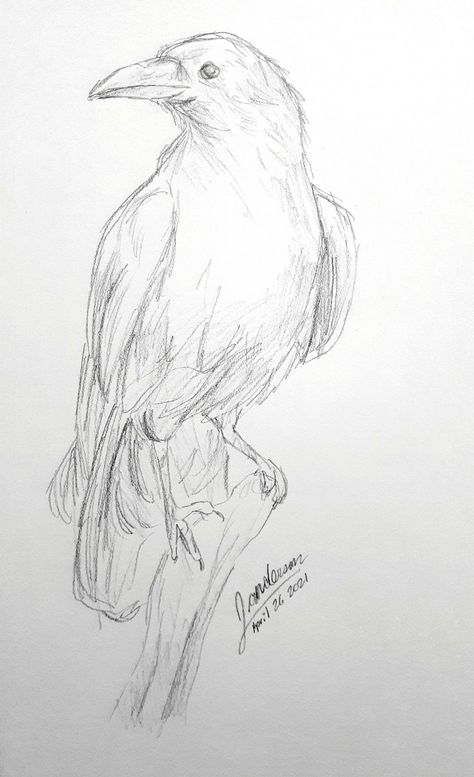 Drawings Of Birds Sketches, Art For Sketchbook Pencil, Raven Pencil Sketch, The Raven Drawing, How To Draw Raven Birds, Bird Art Sketch, Raven Pencil Drawing, Crow Sketch Easy, Sketch Of Bird