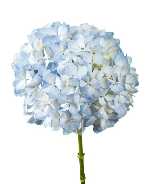 Light Blue Hydrangea, Baby Blue Flowers, Flowers Hydrangea, Flowers Pastel, Spray Roses, Blue Hydrangea, Wedding Boxes, Delphinium, Calla Lily