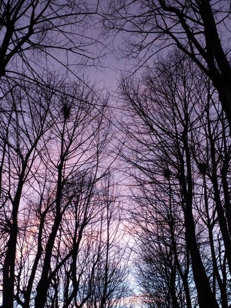 Aesthetic Purple Sky Wallpaper, Purple Sky Wallpaper, Purple Sky Aesthetic, Palette Autumn, Aesthetic Trees, Autumn Deep, Trees Aesthetic, Autumn Sky, Autumn Palette