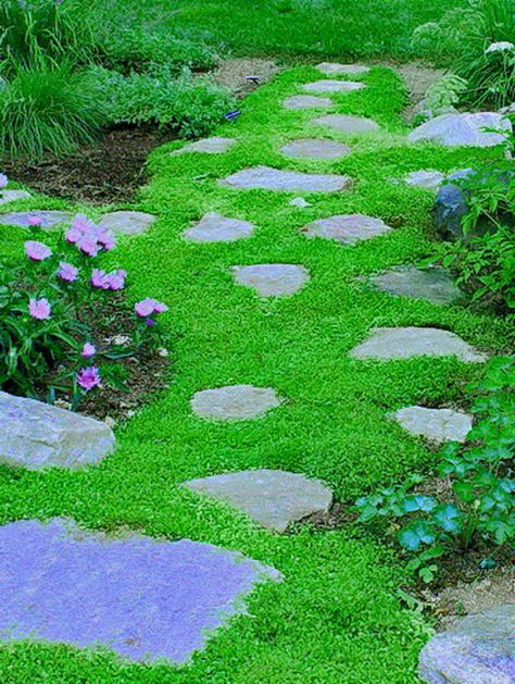 Mazus reptans- Purple Mazus  Tough and durable low-growing mat becomes covered… Big Greenhouse, Perennial Ground Cover, Lawn Alternatives, Garden Centers, Garden Stepping Stones, Covered Garden, Ground Cover Plants, Garden Pathway, Ground Cover