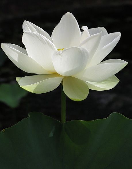 White Lotus Flower | rivadock4 | Flickr Lotus Flower Meaning, Flower Mask, Lotus Flower Pictures, White Lotus Flower, Happy Birthday Wallpaper, Lotus Art, Lotus Tattoo, Blossoms Art, Lotus Blossom