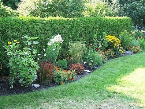 cedar hedge garden1 by beebalmer, via Flickr | Garden Style ... Cedar Hedge, Hedge Garden, Garden Displays, Cedar Raised Garden Beds, Flowers Stand, Garden Hedges, Fraser Valley, Landscape Edging, Edible Landscaping