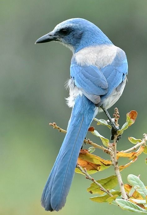 Steller Jay, Scrub Jay, Florida Birds, Colourful Birds, Chinoiserie Art, Victorian Aesthetic, Modern Birds, Birds Of America, Rare Birds