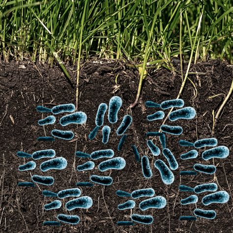 Bacteria are the first organisms to consume organic matter. When grass falls on the ground, they break down the cellulose fiber of the grass and convert it into lignin fibers. The bacteria are in turn eaten by amoebae, and the lignin fibers are set free. Save Soil, Cellulose Fiber, Organic Matter, Set Free, On The Ground, The Grass, Soil, The First, Matter